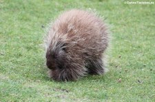 Urson oder Baumstachelschwein (Erethizon dorsatum) im Euregiozoo Aachen