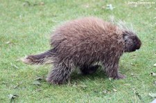 Urson oder Baumstachelschwein (Erethizon dorsatum) im Euregiozoo Aachen