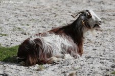 Afrikanische Hängeohrziege im Euregiozoo Aachen