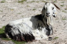 Afrikanische Hängeohrziege im Euregiozoo Aachen