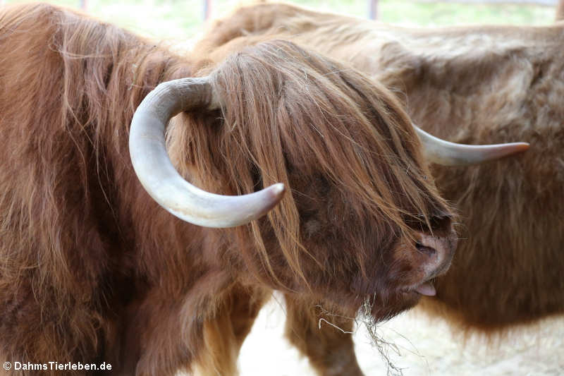 Schottisches Hochlandrind (Bos primigenius f. taurus)