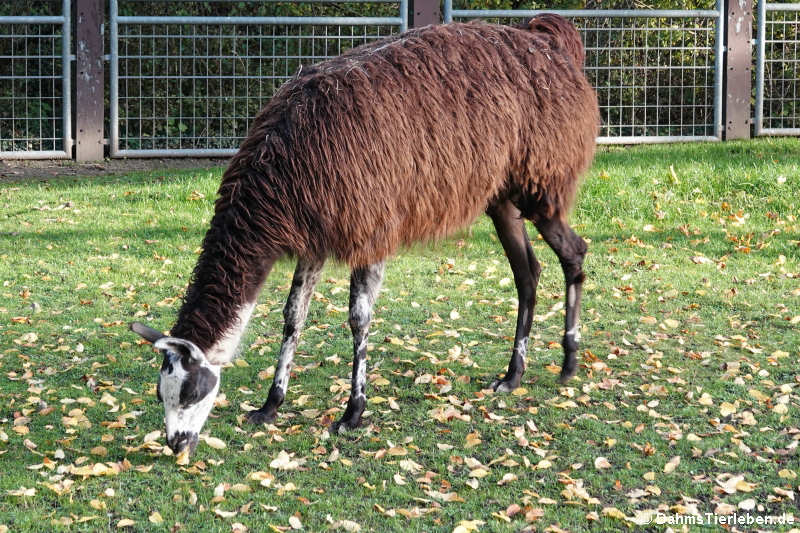 Lama (Lama guanicoe f. glama)