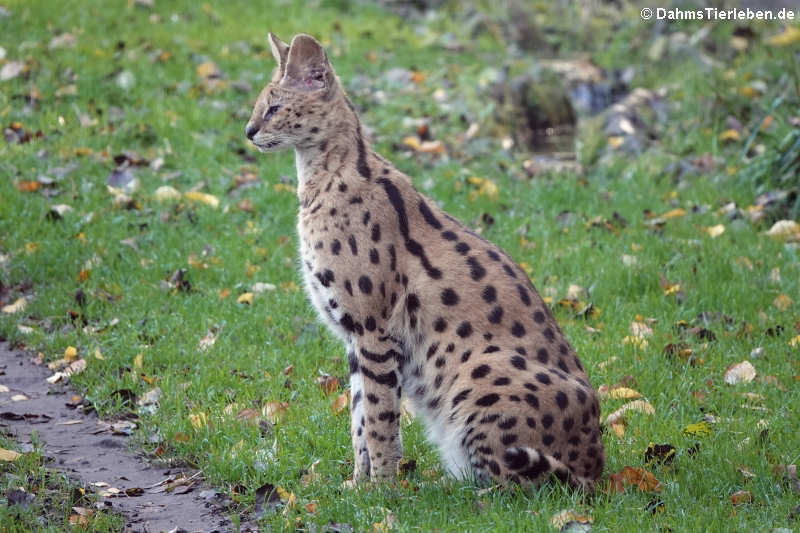 Serval (Leptailurus serval)