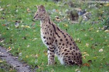 Serval (Leptailurus serval) im Aachener Tierpark Euregiozoo