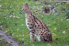 Serval (Leptailurus serval) im Euregiozoo Aachen