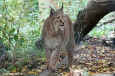 Europäischer Luchs (Lynx lynx lynx) im Aachener Tierpark Euregiozoo