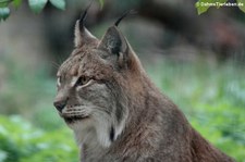 Europäischer Luchs (Lynx lynx lynx) im Aachener Tierpark Euregiozoo
