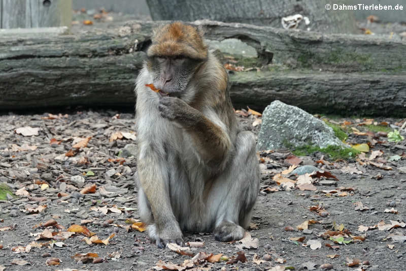 Berberaffe (Macaca sylvanus)