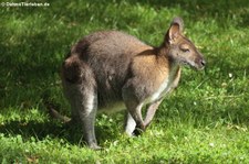 Bennett-Känguru (Notamacropus rufogriseus) im Euregiozoo Aachen