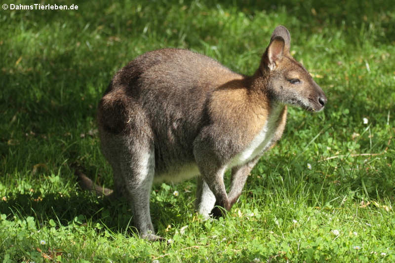 Bennett-Känguru (Notamacropus rufogriseus rufogriseus)