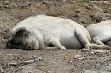 Mangalitzaschwein im Euregiozoo Aachen