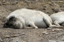 Blondes Mangalitza-Schwein