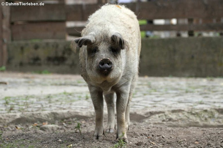 Blondes Mangalitza-Schwein