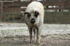 Mangalitzaschwein im Euregiozoo Aachen