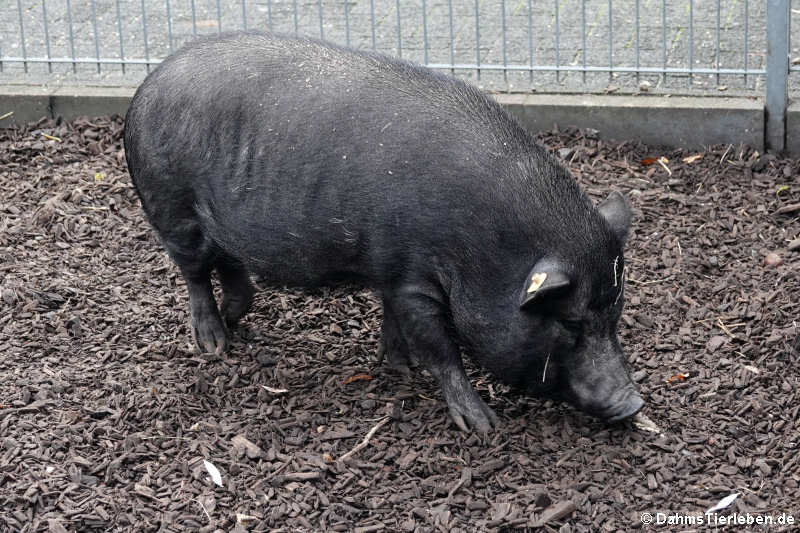 Minischwein (Sus scrofa f. domestica)