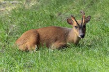 Zwergmuntjak (Muntiacus reevesi) im Euregiozoo Aachen