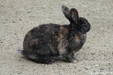 Japanerkaninchen (Oryctolagus cuniculus f. domestica) im Aachener Tierpark Euregiozoo