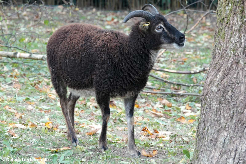 Soay-Schaf (Ovis orientalis f. aries) 