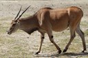 Taurotragus oryx