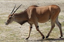 Elenantilope (Taurotragus oryx) im Euregiozoo Aachen