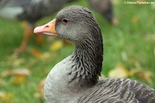 Graugans (Anser anser) im Euregiozoo Aachen