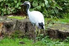 Jungfernkranich (Anthropoides virgo) im Euregiozoo Aachen