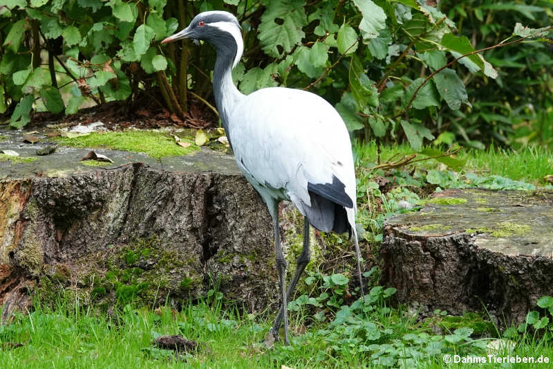 Jungfernkranich (Anthropoides virgo)