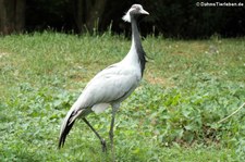 Jungfernkranich (Anthropoides virgo) im Euregiozoo Aachen