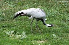 Jungfernkranich (Anthropoides virgo) im Euregiozoo Aachen