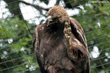 Steinadler (Aquila chrysaetos daphanea) im Euregiozoo Aachen