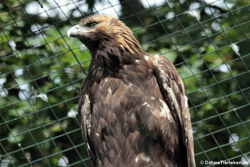 Steinadler (Aquila chrysaetos)