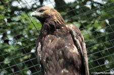 Steinadler (Aquila chrysaetos daphanea) im Euregiozoo Aachen