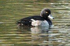Reiherente (Aythya fuligula) im Aachener Tierpark Euregiozoo