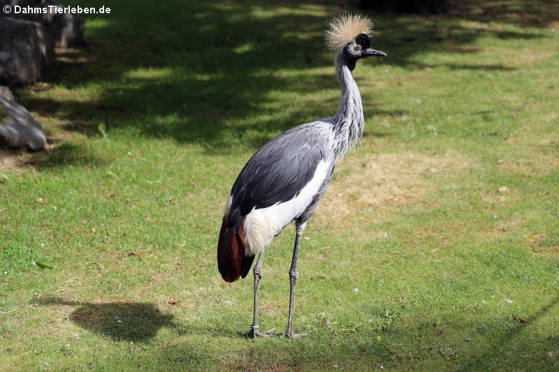 Ostafrikanischer Kronenkranich (Balearica regulorum gibbericeps)