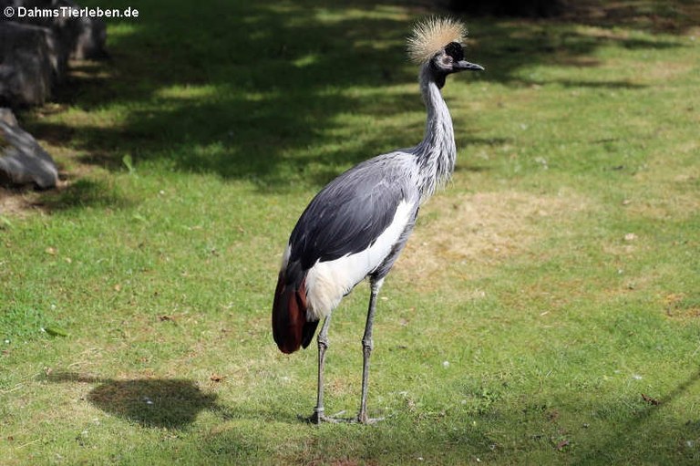 Balearica regulorum gibbericeps