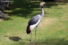 Ostafrikanischer Kronenkranich (Balearica regulorum gibbericeps) im Euregiozoo Aachen