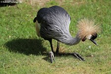 Ostafrikanischer Kronenkranich (Balearica regulorum gibbericeps) im Euregiozoo Aachen