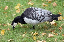 Weißwangengans (Branta leucopsis) im Euregiozoo Aachen