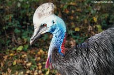 Helmkasuar (Casuarius casuarius) im Aachener Tierpark Euregiozoo