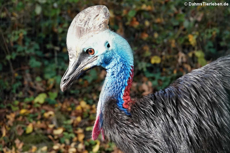 Helmkasuar (Casuarius casuarius)