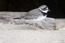 Charadrius hiaticula