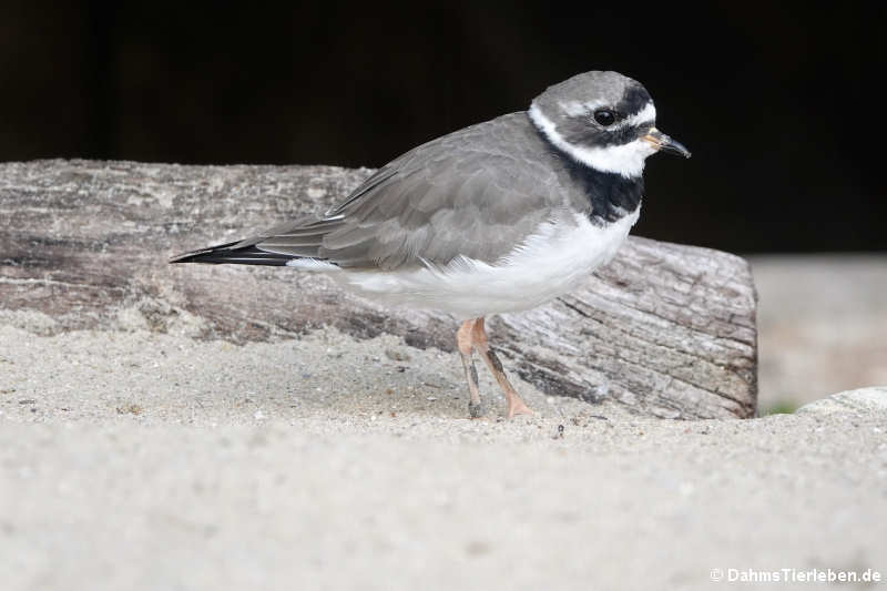 Sandregenpfeifer (Charadrius hiaticula)