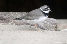 Sandregenpfeifer (Charadrius hiaticula) im Aachener Tierpark Euregiozoo