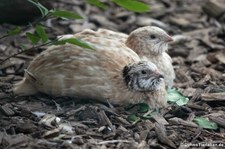 Europäische Wachteln (Coturnix coturnix coturnix) im Aachener Tierpark Euregiozoo