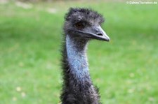 Emu (Dromaius novaehollandiae) im Euregiozoo Aachen