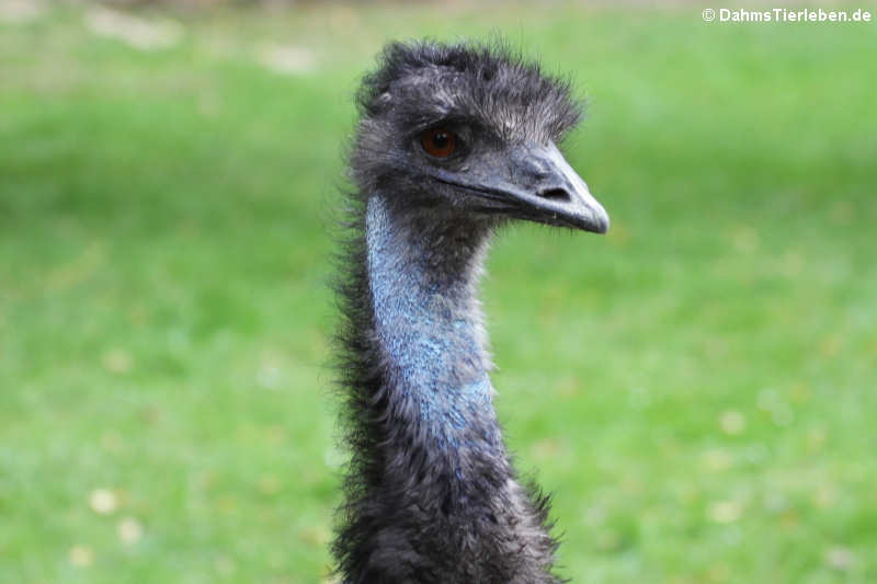 Emu (Dromaius novaehollandiae)