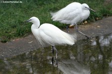 Seidenreiher (Egretta garzetta garzetta) im Euregiozoo Aachen