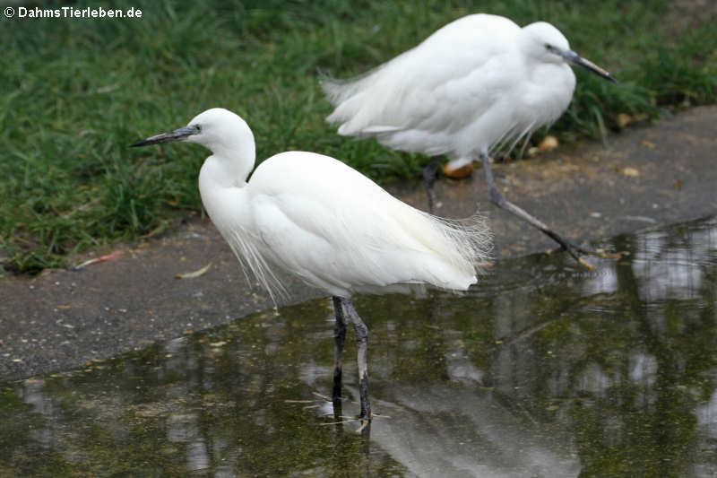 Seidenreiher (Egretta garzetta garzetta)