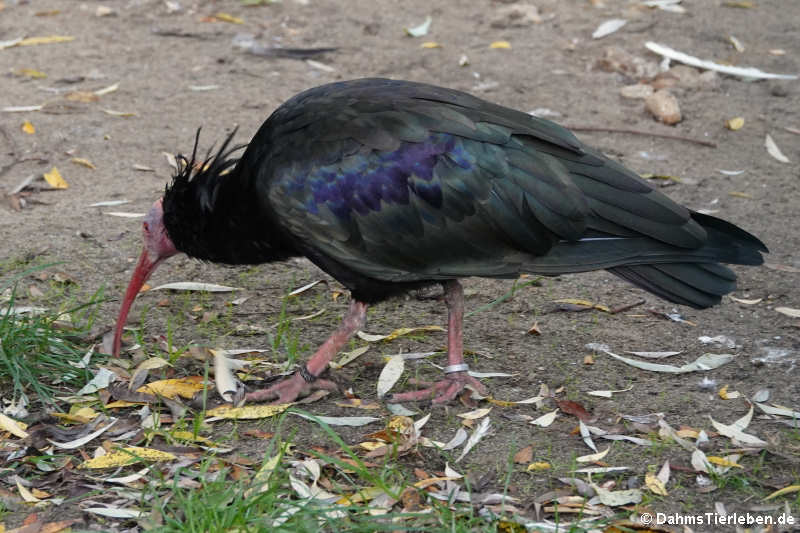 Waldrapp oder Schopfibis (Geronticus eremita)