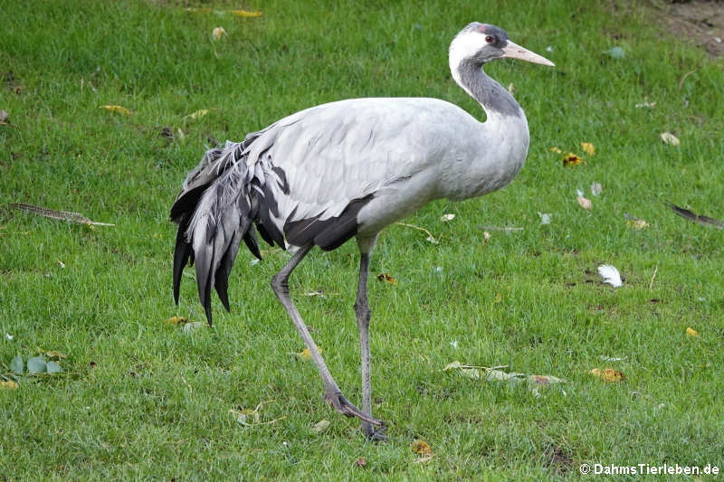 Kranich (Grus grus)